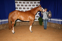 2026ACF_HorseShow-16