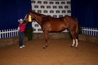 2026ACF_HorseShow-19
