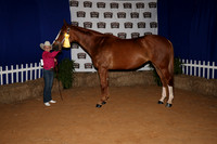 2026ACF_HorseShow-20