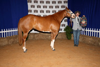 2026ACF_HorseShow-18