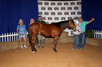 2026ACF_HorseShow-8