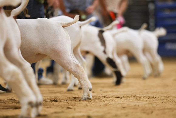 2026 ACF - Goat-Lamb Oldtimers-3