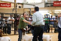 2026 ACF - Goat-Lamb Oldtimers-2