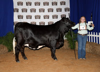 HeiferBackdrops-6