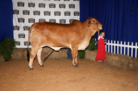 HeiferBackdrops-4