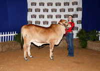 HeiferBackdrops-17