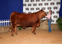 HeiferBackdrops-5