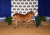 HeiferBackdrops-18