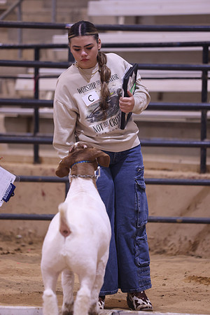 LIVESTOCKJUDGING-12