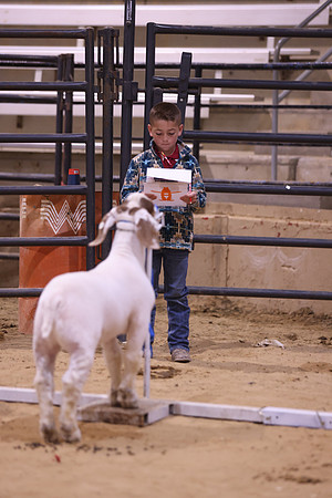 LIVESTOCKJUDGING-13