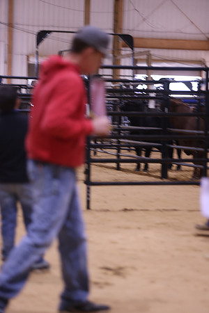 LIVESTOCKJUDGING-39