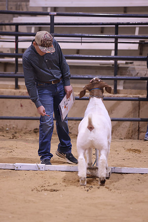 LIVESTOCKJUDGING-18