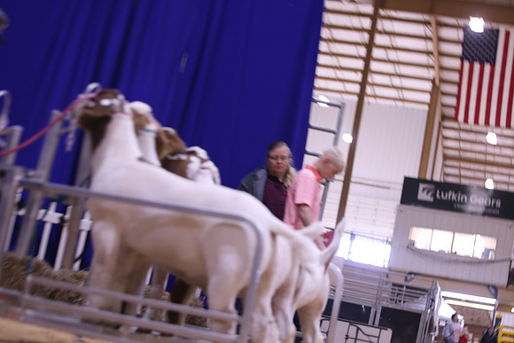 LIVESTOCKJUDGING-42