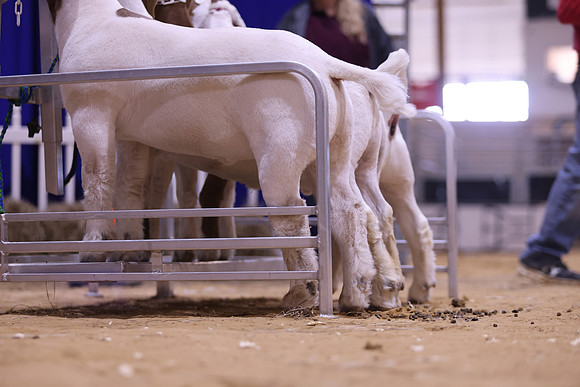 LIVESTOCKJUDGING-41