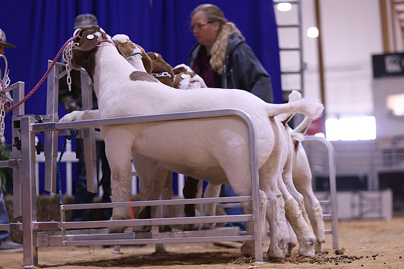 LIVESTOCKJUDGING-40