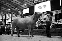2026 ACF - Awards + Auction