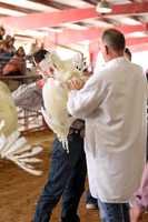 2026 WCFA - Turkey Show-16