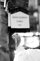 2026 WCFA - Turkey Show-4
