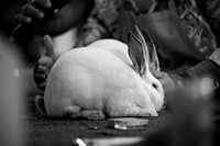 WCF 2026- Rabbit Show