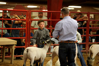 LambShowmanship-8