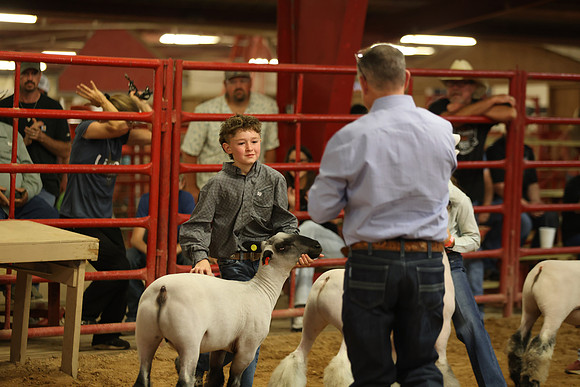 LambShowmanship-8