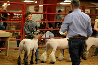 LambShowmanship-9