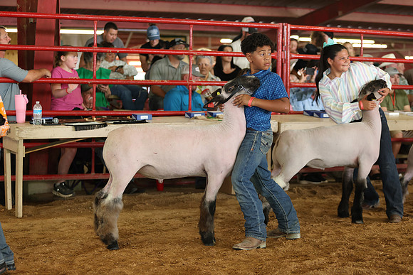 Lamb Show-124