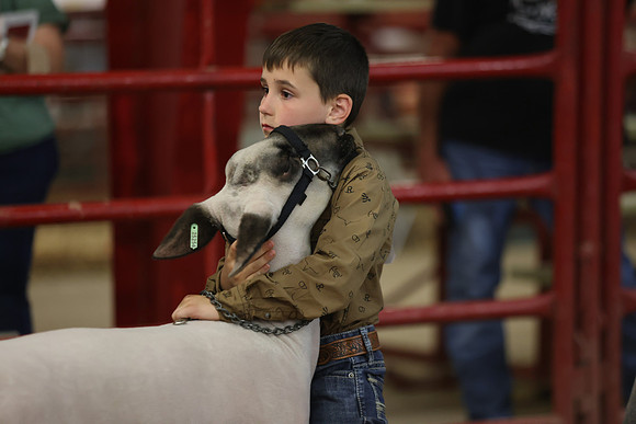 LambShowmanship-21