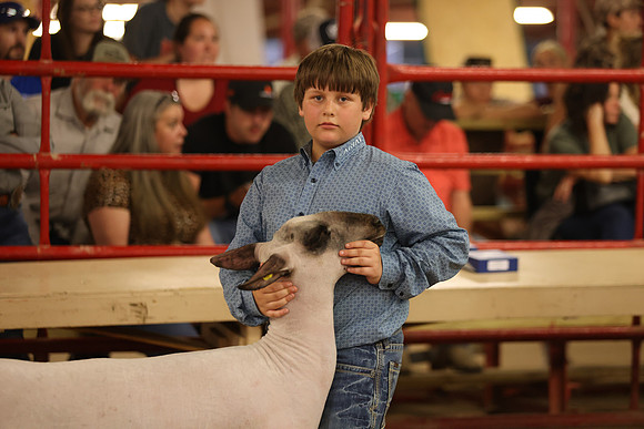 LambShowmanship-19