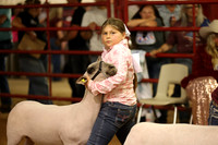 LambShowmanship-16
