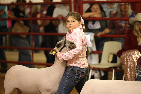 LambShowmanship-16
