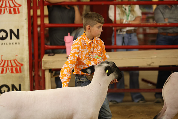 LambShowmanship-15