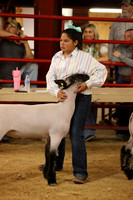 LambShowmanship-11