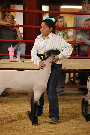 LambShowmanship-11