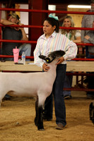 LambShowmanship-12