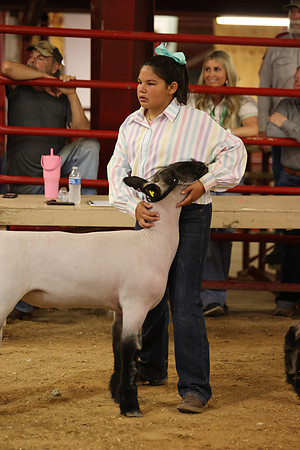 LambShowmanship-12