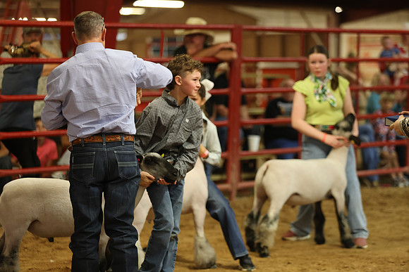 LambShowmanship-7