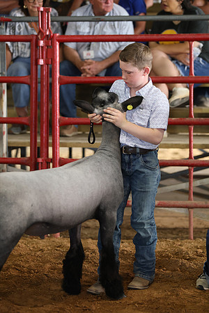Lamb Show-89