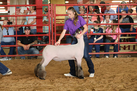 Lamb Show-76