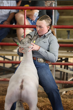 Lamb Show-92
