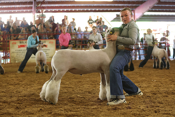 Lamb Show-51