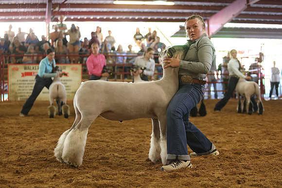 Lamb Show-50