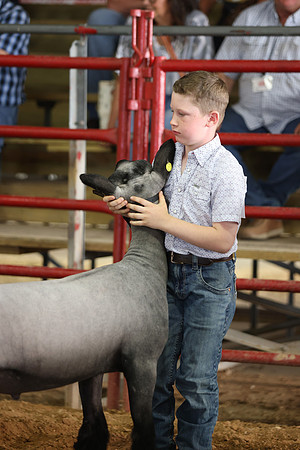 Lamb Show-91