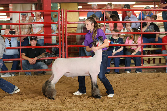 Lamb Show-75