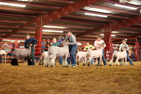 Lamb Show-19
