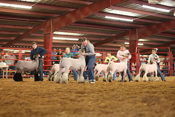 Lamb Show-19