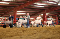 Lamb Show-18