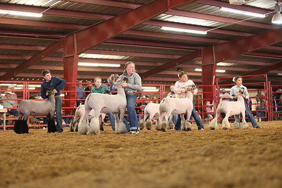 Lamb Show-18