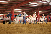 Lamb Show-20