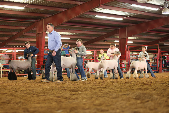 Lamb Show-21